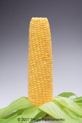 Комерческий натюрморт Баклажаны кукуруза 8
