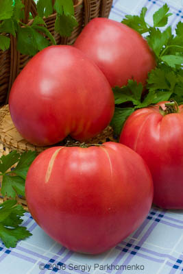 Comercial still life Vegetables 4